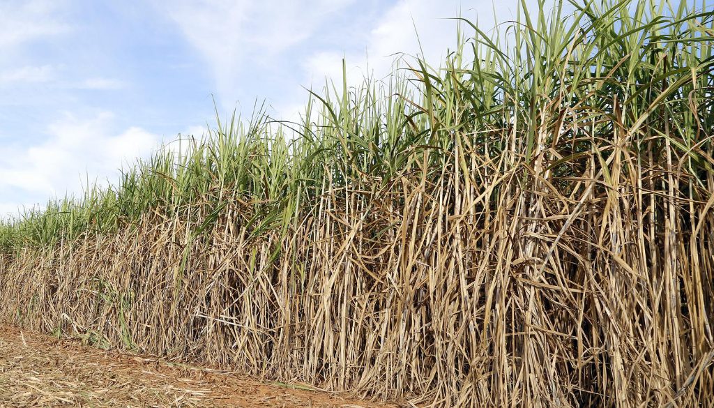 sugar-cane