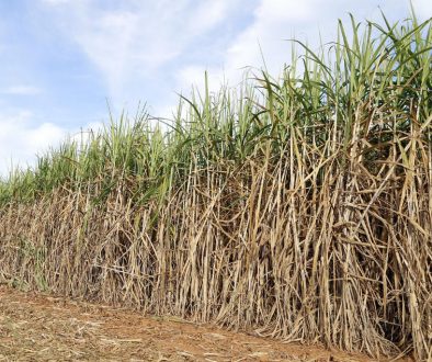 sugar-cane