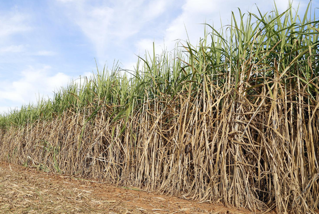 sugar-cane