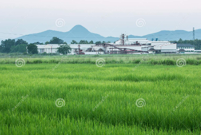 Rice is the seed of the grass species Oryza sativa or less commonly Oryza glaberrima.